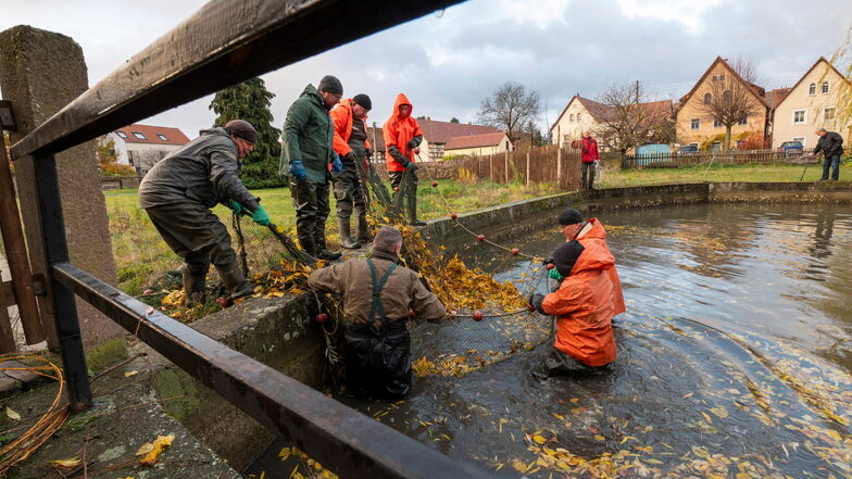 Mitarbeiter der Teichwirtschaft Zschorna begannen am Freitagmorgen mit dem Abfischen des Dorfteiches Naundorf, um den Fischbestand zu regulieren. Doch den Fischzug mussten sie abbrechen.