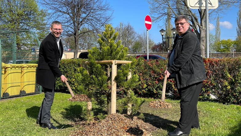 Bürgermeister Markus Dreßler (l.), WGP-Chef Jürgen Scheible, neuer Mammutbaum: Genau so einen Baum wollten wir.