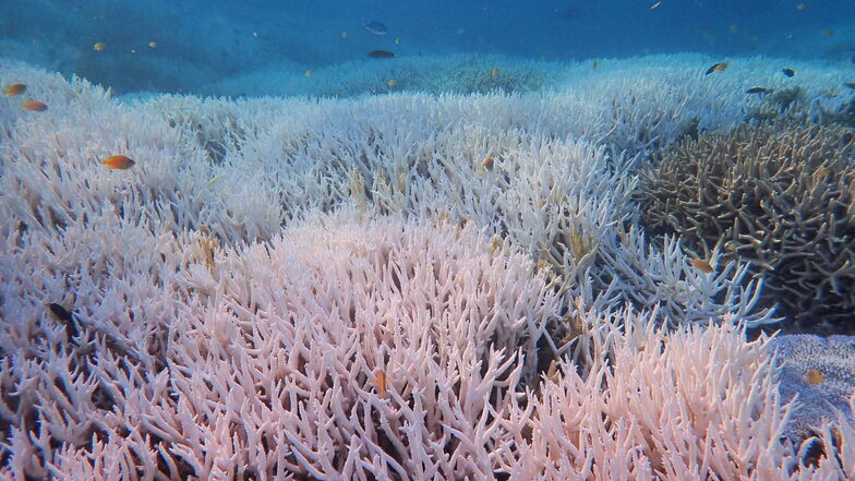 Gebleichte Korallen stehen bei Heron Island vor Queensland: Im Great Barrier Reef zeigt sich auf neuesten Bildern ein schwere Korallen-Bleiche, die Schäden auf einer Länge von mehr als 1.100 km zeigen.