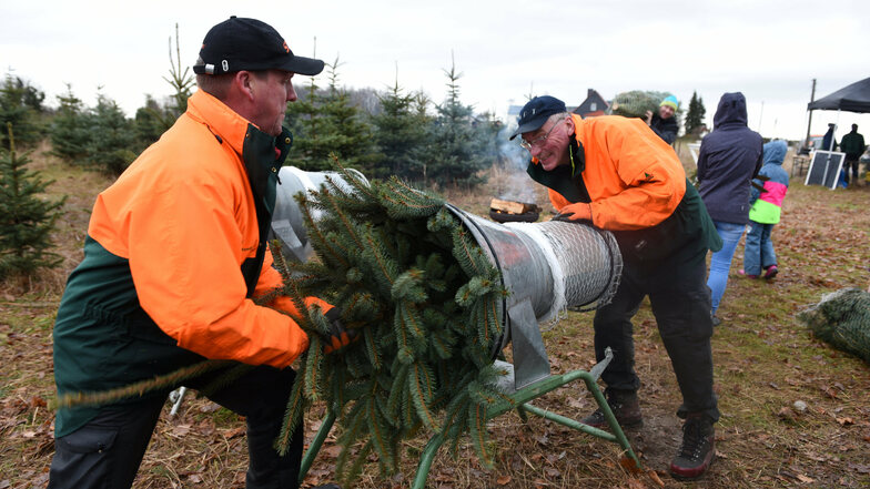 Im vergangenen Jahr konnten im Waldstück des Staatsbetriebes Sachsenforst in der Fröhne bei Hartha Weihnachtsbäume selbst gefällt werden. Ob diese Möglichkeit auch in diesem Jahr besteht, bleibt abzuwarten.