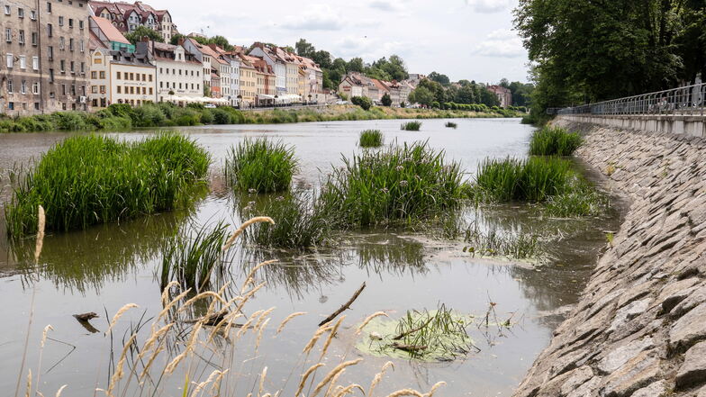 Das Grün hat sich inzwischen vermehrt. Seit Wochen ist die Neiße in Görlitz im Niedrigwasser.