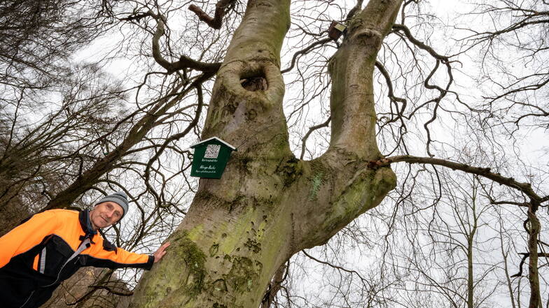 Neben Straßenbäumen kontrolliert Stadtgärtner Steffen Holz auch regelmäßig die Bäume im Stadtpark in Leisnig.