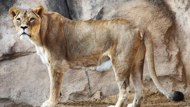 Die knapp 17-jährige Löwin Layla in der Außenanlage im Zoo Dresden