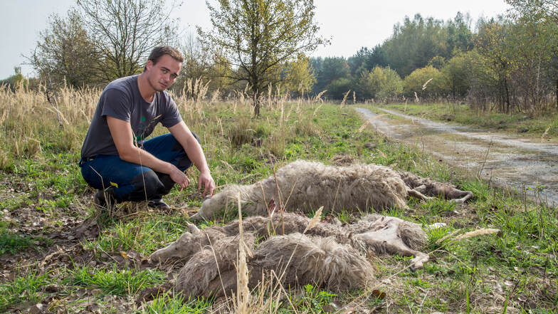 In Förstgen bei Niesky wurden im Oktober knapp 60 Schafe und Ziegen von Wölfen gerissen. Schäfer Felix Wagner musste die Kadaver beseitigen. Insgesamt fielen 2018 in der Oberlausitz über 200 Nutztiere Wölfen zum Opfer.