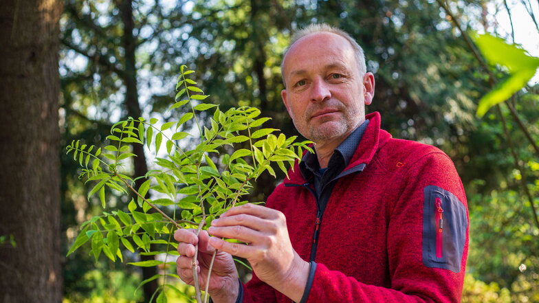 Der Korkbaum, den Ulrich Pietzarka in den Händen hält, gehört zur Vielfalt des botanischen Gartens.