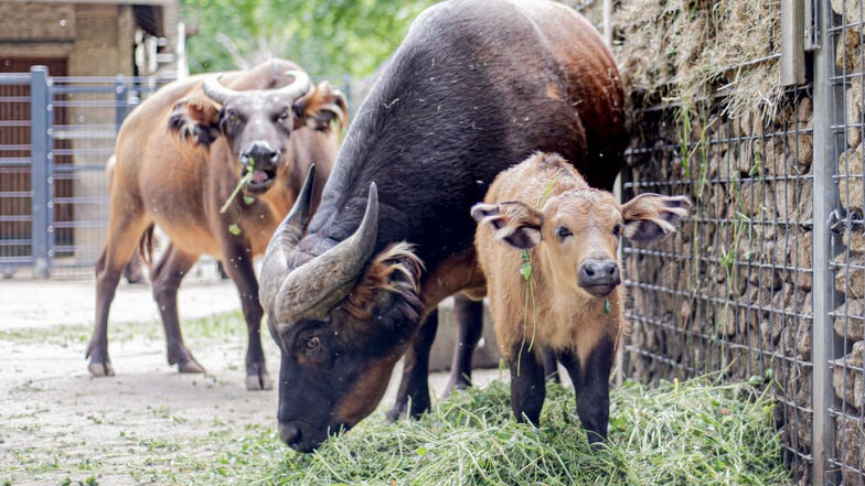 Am 16. Mai kam das Rotbüffel-Weibchen Elektra im Zoo Dresden zur Welt. Typisch und schon jetzt gut zu erkennen sind die streifenförmigen Fellpinsel an den Ohren.