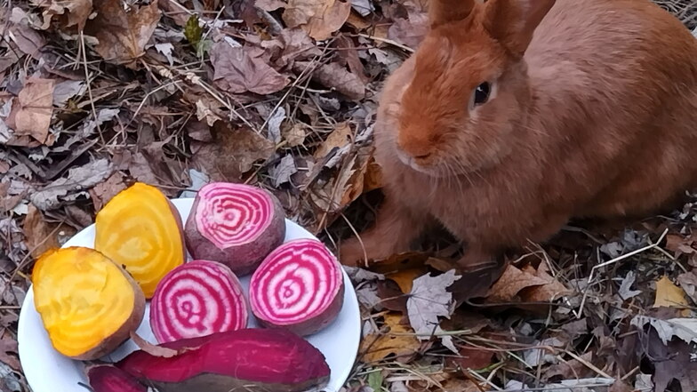 Vom Aussterben bedrohtes Sachsengold-Kaninchen frisst vom Aussterben bedrohte verschiedene Rote-Bete-Sorten im Elbetierpark Hebelei. Hier findet am Sonntag ein Rote-Bete-Markt statt.