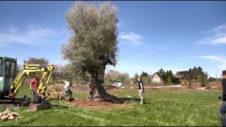 Dieser 300 Jahre alte Olivenbaum aus der Toskana wurde 2021 im Mammutgarten in Prietitz eingepflanzt.