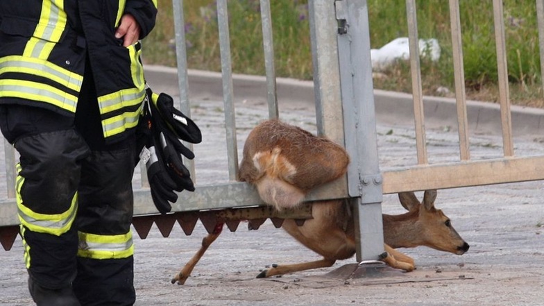 ... Feuerwehrmänner und Polizisten kümmern sich darum und helfen Tieren auch aus verzwickten Situationen.