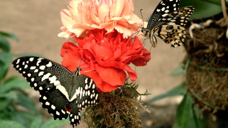 Impression aus dem Schmetterlingshaus Jonsdorf