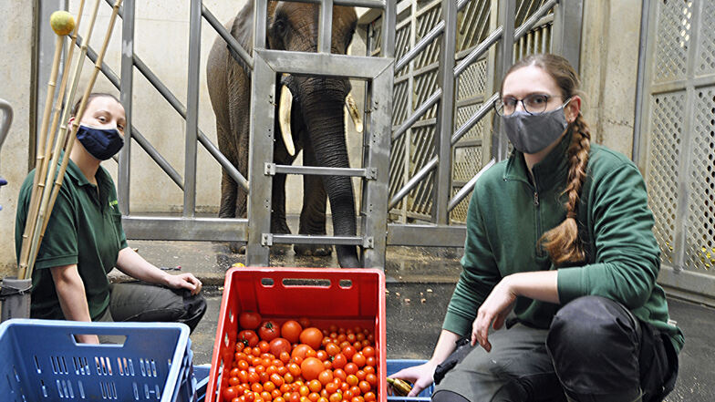 Die Tierpflegerinnen Gwendolyn Steubl (links) und Cora Hölzel verfüttern an Mogli und die anderen Elefanten im Zoo Dresden unter anderem Tomaten, Bananen und Futterrüben. Nur Auberginen mag Mogli nicht.
