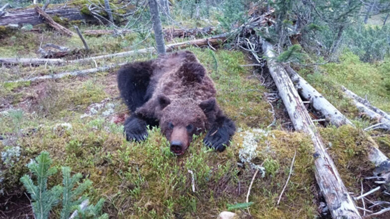 Der getötete Bär.