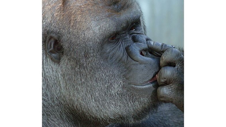 Nasebohren ist auch bei Gorillas üblich.