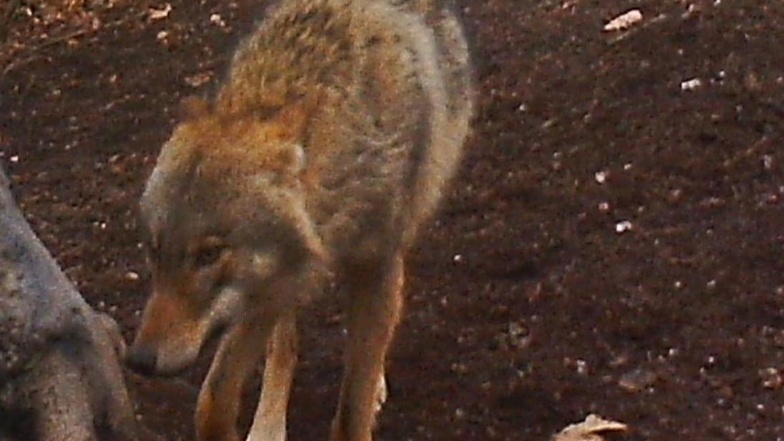 Der Wolf wurde mit einer privaten Wildkamera aufgenommen. Bereits im Dezember wurde in der Region um Crimmitschau Speichelproben von einem Wolf festgestellt.