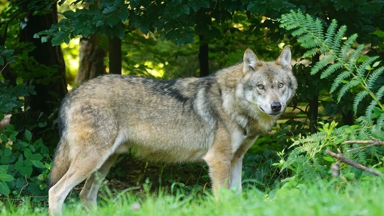 Erster legaler Wolfsabschuss im Landkreis Meißen könnte bevorstehen