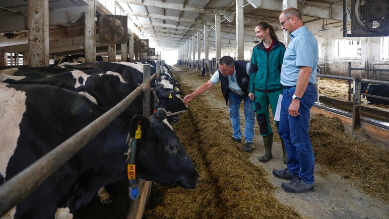 Seniorchef Reinhard Ludwig (links) vom Beiersdorfer Agrarbetrieb und Mitarbeiterrin Cassandra Braunke zeigen Robert Gülde vom Landesbauernverband ihren Stall.