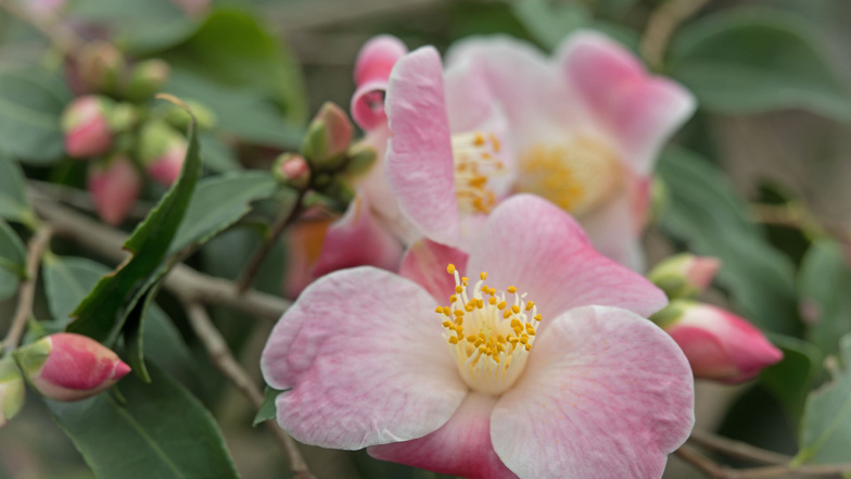 Die Camellia Hybride Minato-No-Akebona gehört in Radeberg traditionell zu den ersten Kamelien-Sträuchern, die ihre duftenden Blüten öffnen.