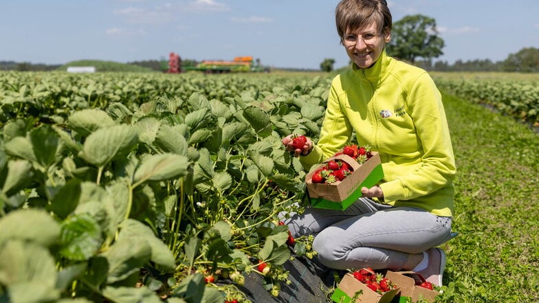 Groß und saftig sind die Erdbeeren auf dem Selbstpflückefeld vom Spargelhof Schöne in Ponickau. Chefin Elizabeth Schöne ist zufrieden mit der Qualität.