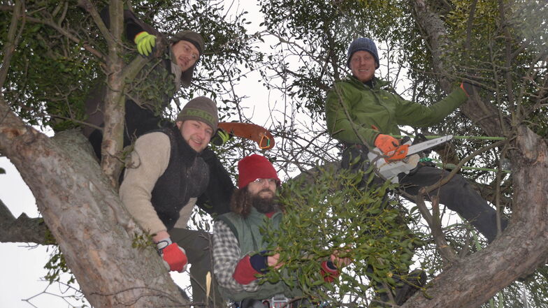 Marcus Ender (rechts im Baum) klettert berufsbedingt mit seinen Kollegen auf alte Obstbäume.