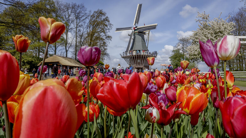 Holland bietet viel: Vor allem Tulpen