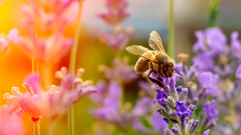 Bienen und andere Insekten freuen sich über „wilde Ecken“ in Gärten.