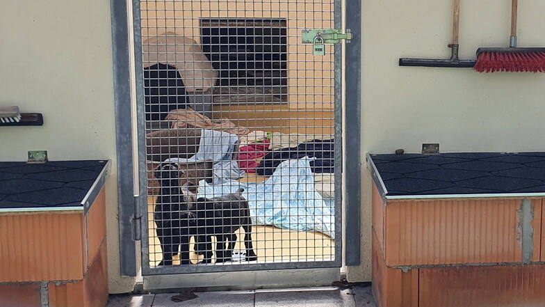 Da waren sie noch zusammen: Biggi und James vor einigen Wochen in ihrem Quarantänezwinger im Freitaler Tierheim.