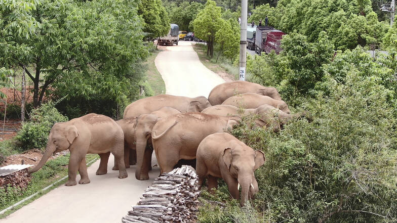 Diese Elefantenherde ist gerade auf großer Wanderschaft durch das Land China.