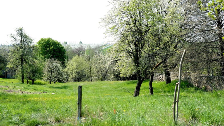 Auf dieser grünen Wiese wird gegen den Willen des Ortschaftsrates Scharfenberg demnächst gebaut.