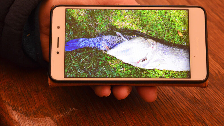 Dieses Foto hat Schwanenvater Kurt Klare mit seinem Handy aufgenommen. Es zeigt den Hecht mit dem Graskarpfen im Maul.