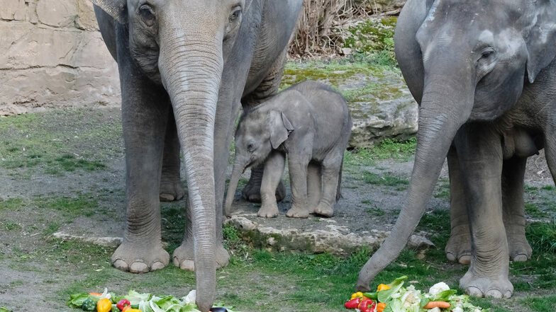 Das Archivbild vom März 2020 zeigt Elefantenbulle Kiran neben seiner Tante Don Chung (l.) und Mutter Rani. Das Tier war am 11. Januar 2020 geboren worden.