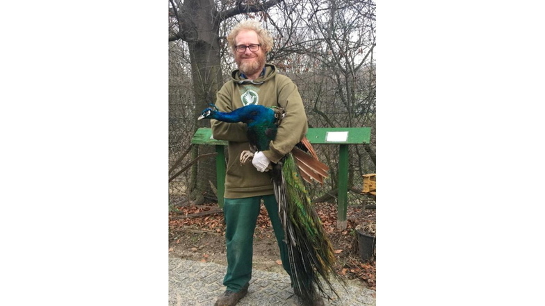 Der blaue Pfau  "Werner", den Sven Näther hier präsentiert, war einer der ersten Tiere, die nach dem Hochwasser im Elbetierpark Hebelei wieder in ihr angestammtes Revier durften.