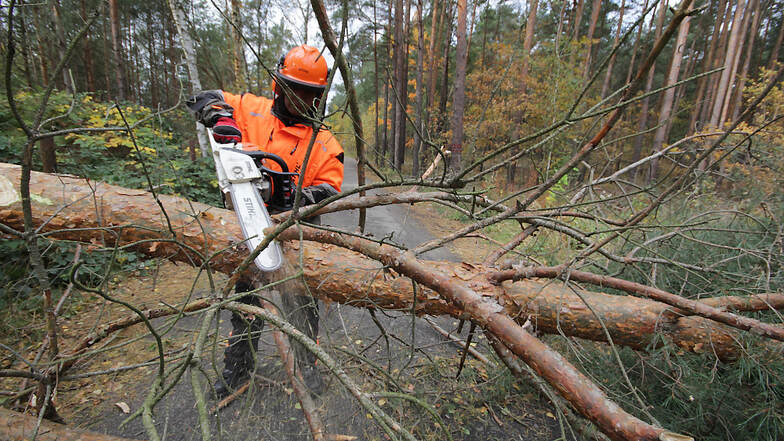 Mehrere vom Sturm zu Fall gebrachte Bäume blockierten seit Donnerstag den Bröthener Weg zwischen Klein Neida und Bröthen. Die Hoyerswerdaer Berufsfeuerwehr beseitigte am Freitag diese Hindernisse.