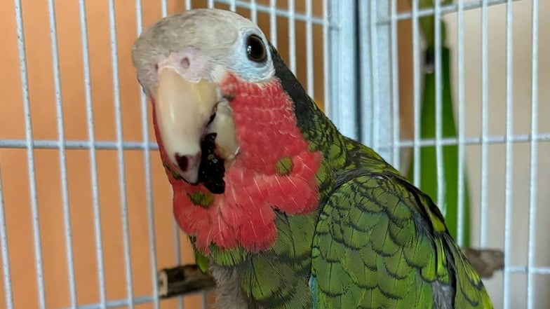 Happy End für die Kuba-Amazone Bubele. Nach dem Drama  im Auto geht es ihm jetzt wieder gut. Foto:Tierheim Pirna