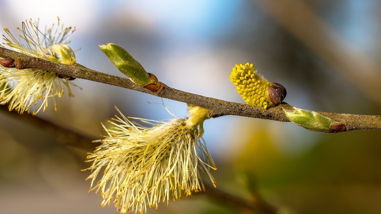 Weide, Birke, Haselnuss - die Pollen können einem das Leben schwer machen.