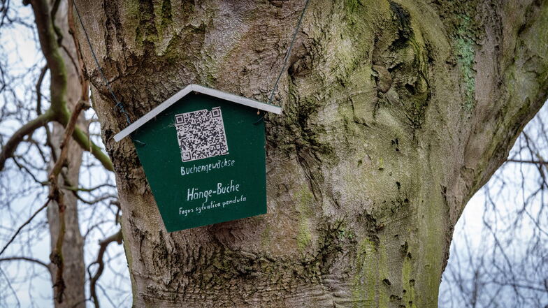 In einem Projekt mit den Oberschülern haben die Leisniger Heimatfreunde besondere Bäume im Stadtpark sowie auf dem Friedhof in Leisnig gekennzeichnet.
