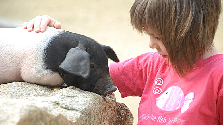 Sattelschweine lassen sich im Tierpark Görlitz gerne streicheln.