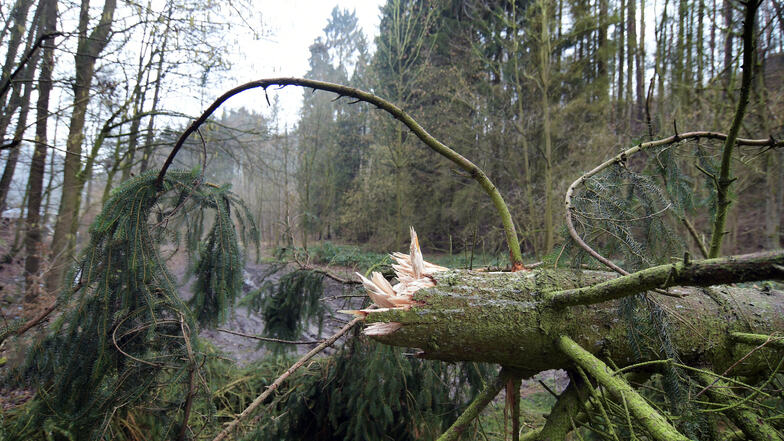 Eine große Fichte blockiert den Waldweg im Sauergras. Er ist schon vor „Sabine“ bei einem kurzen, heftigen Sturm umgefallen.