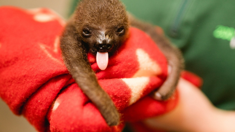Die Kleine Lele kam am 11. September im Dresdner Zoo zur Welt.