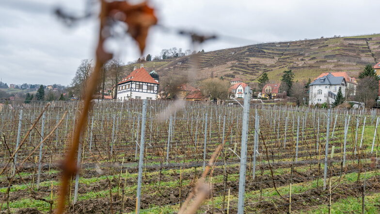 Die geplante EU-Pflanzenschutzverordnung hätte den Weinanbau an der Hoflößnitz unmöglich gemacht.