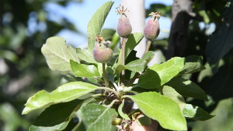 Nach dem Frost vom April haben sich an vielen Bäumen kaum Äpfel entwickelt - die bevorstehende Ernte in Sachsen wird mager.