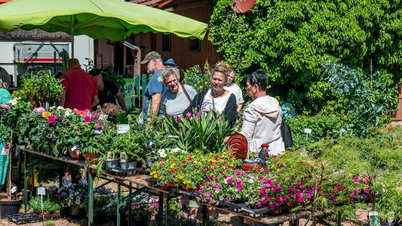 Wie im Vorjahr wird Gartenkönig im Juni im Kloster Buch einen Gartenmarkt veranstalten.