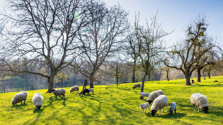 Schafe, Obstbäume, Wiese, Sonne: Holger Steins Hof in Freital sieht aus wie aus einem kitschigen Bilderbuch.