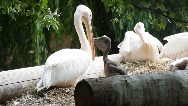 Der Dresdner Zoo freut sich erstmalig über einen Zuchterfolg bei den Pelikanen.