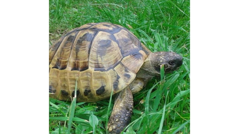 Schildkröte Theo ist in Ebersbach entlaufen und wird seit Sonntag gesucht.