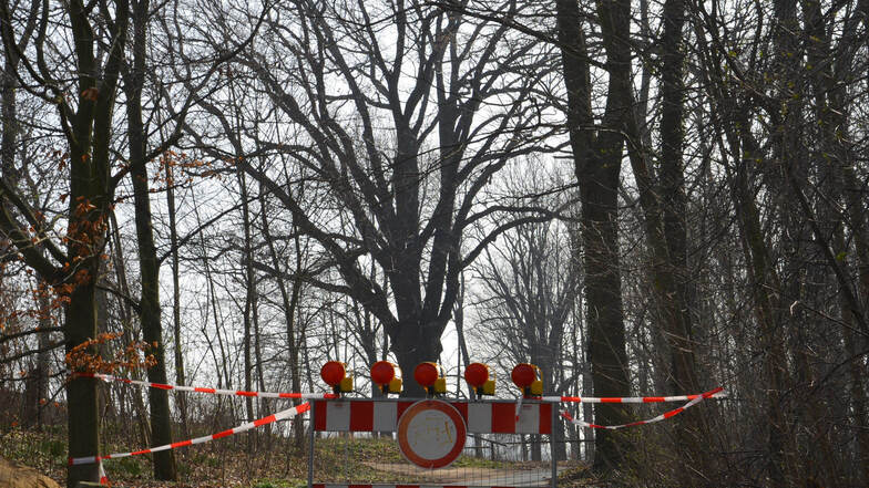 Die Gemeinde Schöpstal musste das Terrain rund um den alten Baum bereits absperren, auch eine Zufahrt zu einem Gebäude ist im Moment nicht passierbar. Foto: Constanze Junghanss