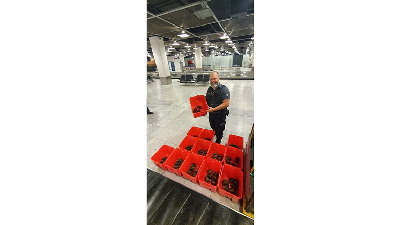 Marcel Spreyer, Zöllner am Flughafen, mit mehr als 90 Riesenschnecken, die in Gepäck aus Nigeria entdeckt wurden.