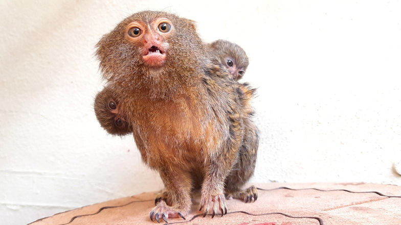 Affenbaby-Zwillinge im Chemnitzer Zoo geboren