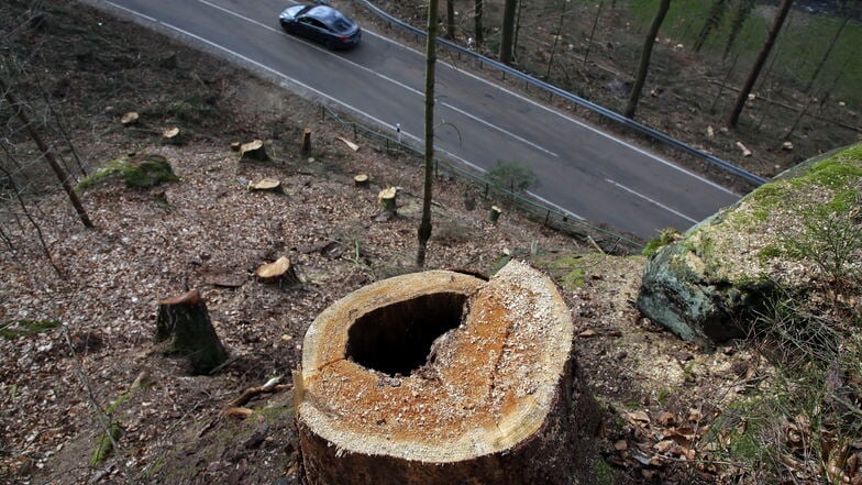 Viel war nicht mehr zu holen - der Borkenkäfer hat an den Serpentinen bei Hohnstein ganze Arbeit geleistet.