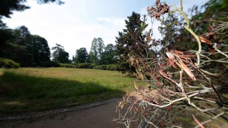 Viele Rhododendren und Azaleen im Park sind abgestorben.
