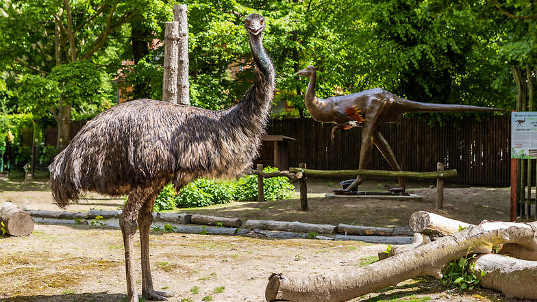 Emu Hilde vorn ist mit den Sauriern verwandt. Daher steht jetzt im Gehege auch ein Dromiceiomimus.